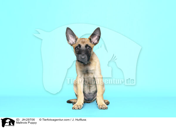 Malinois Welpe / Malinois Puppy / JH-29706