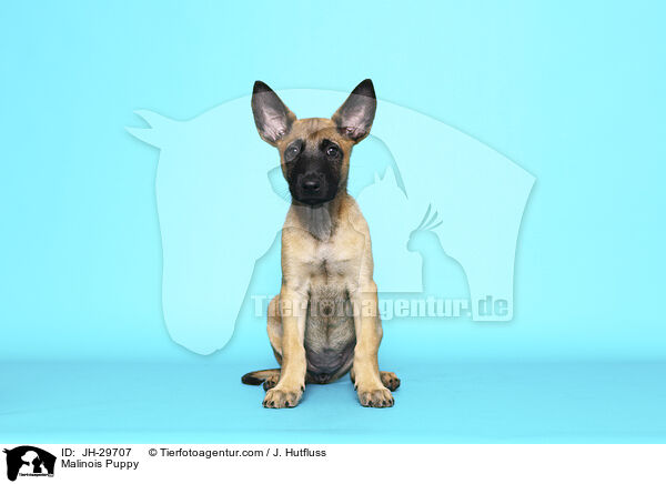 Malinois Welpe / Malinois Puppy / JH-29707