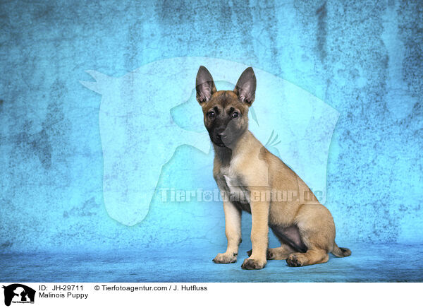 Malinois Welpe / Malinois Puppy / JH-29711