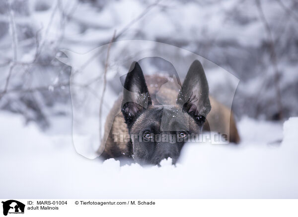 ausgewachsener Malinois / adult Malinois / MARS-01004