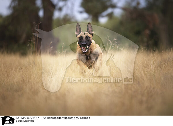 ausgewachsener Malinois / adult Malinois / MARS-01147