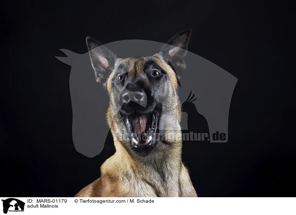 ausgewachsener Malinois / adult Malinois / MARS-01179