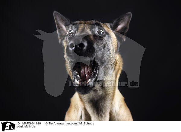 ausgewachsener Malinois / adult Malinois / MARS-01180