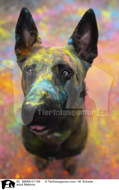 ausgewachsener Malinois / adult Malinois / MARS-01196