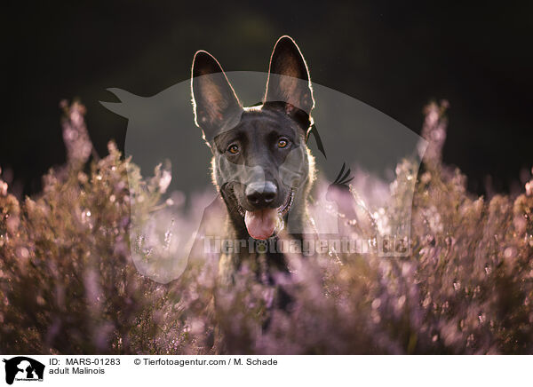 ausgewachsener Malinois / adult Malinois / MARS-01283