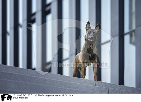 ausgewachsener Malinois / adult Malinois / MARS-01327