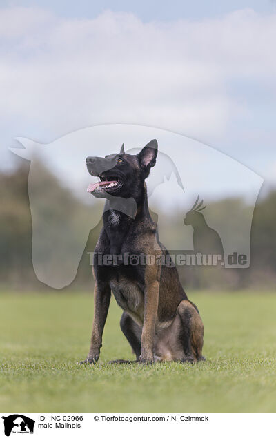 Malinois Rde / male Malinois / NC-02966