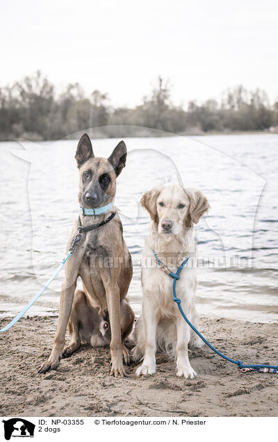 2 Hunde / 2 dogs / NP-03355