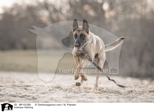 Schleppleinentraining / towrope training / NP-03390