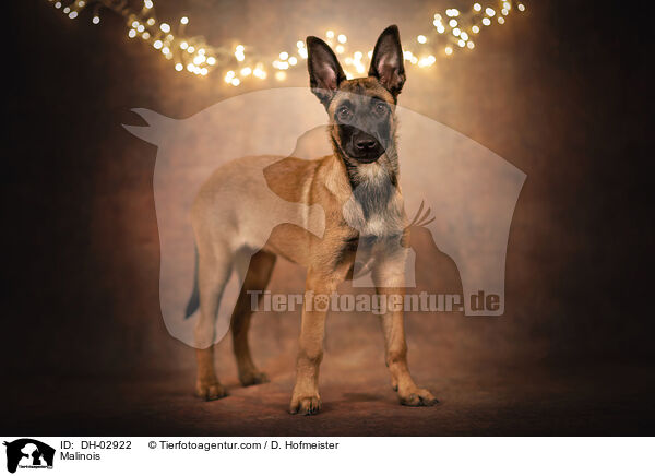 Malinois / Malinois / DH-02922