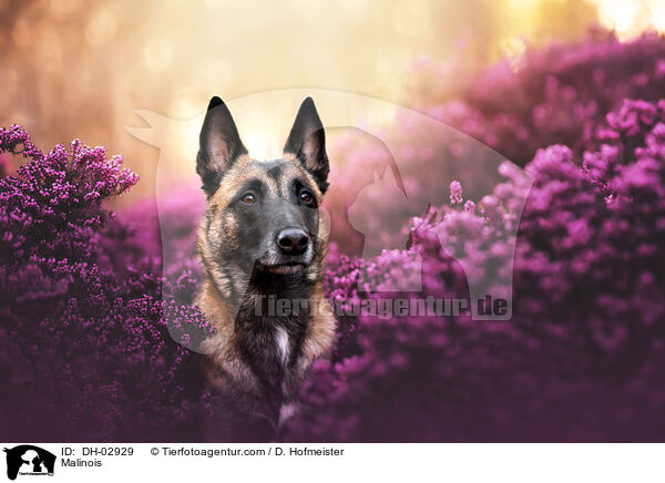 Malinois / Malinois / DH-02929