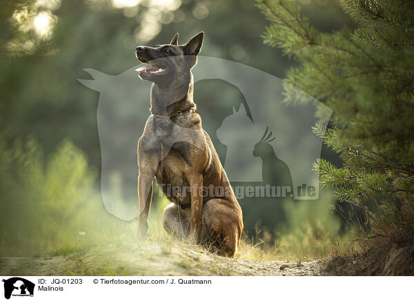 Malinois / Malinois / JQ-01203