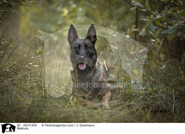 Malinois / Malinois / JQ-01205