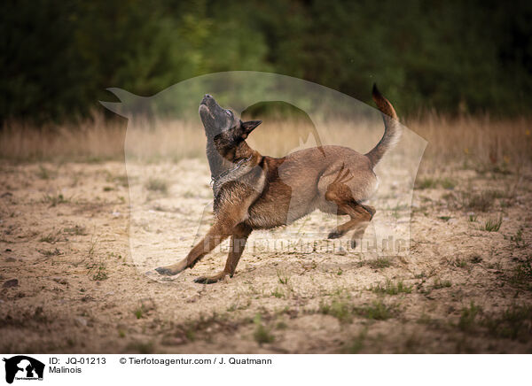 Malinois / Malinois / JQ-01213