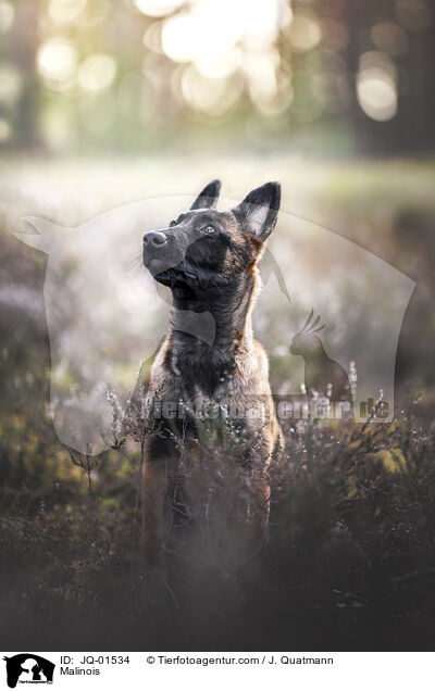 Malinois / Malinois / JQ-01534