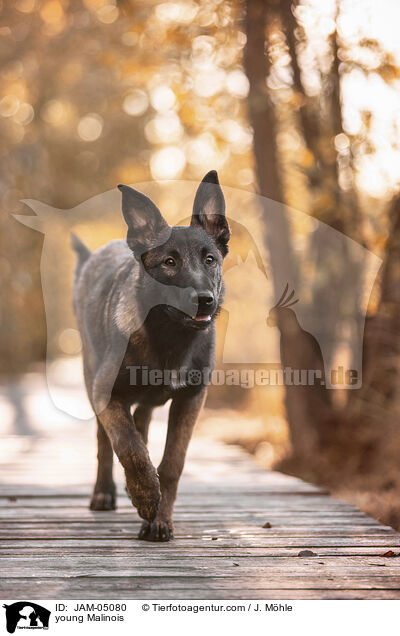 junger Malinois / young Malinois / JAM-05080