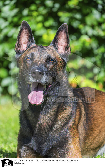 Malinois / Malinois / SST-23223