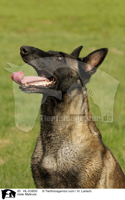 Malinois Rde / male Malinois / HL-03800