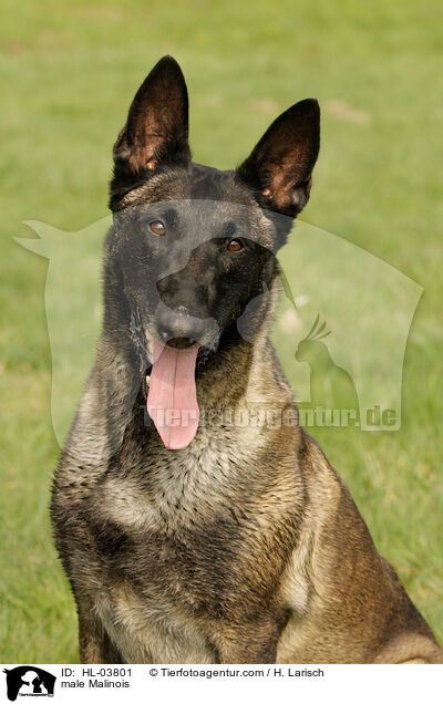 Malinois Rde / male Malinois / HL-03801