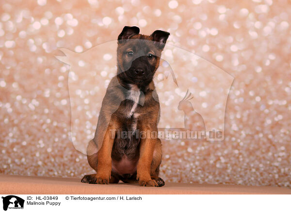 Malinois Welpe / Malinois Puppy / HL-03849