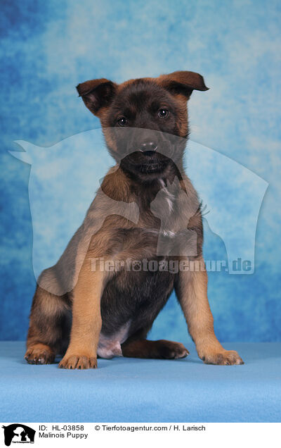 Malinois Welpe / Malinois Puppy / HL-03858