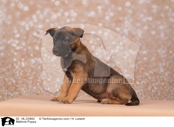 Malinois Welpe / Malinois Puppy / HL-03862