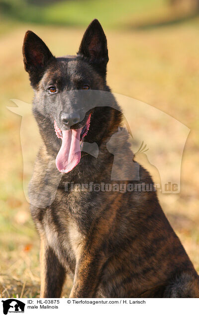 Malinois Rde / male Malinois / HL-03875