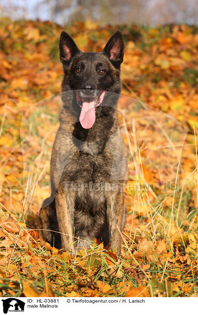 Malinois Rde / male Malinois / HL-03881