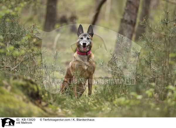 alter Malinois / old Malinois / KB-13820