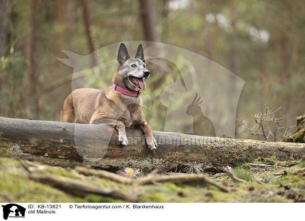 alter Malinois / old Malinois / KB-13821