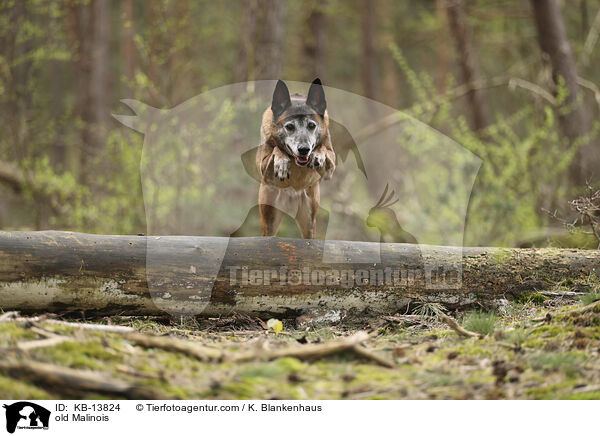 alter Malinois / old Malinois / KB-13824