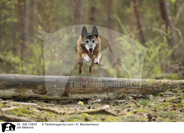 alter Malinois / old Malinois / KB-13825