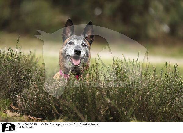 alter Malinois / old Malinois / KB-13856