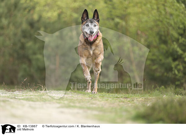 alter Malinois / old Malinois / KB-13867