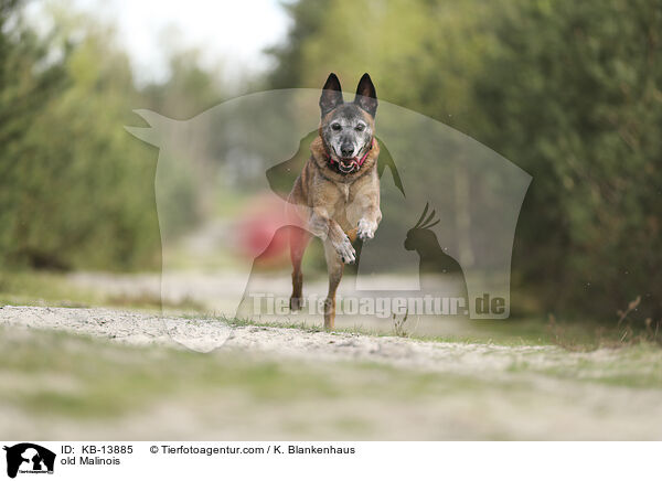 alter Malinois / old Malinois / KB-13885