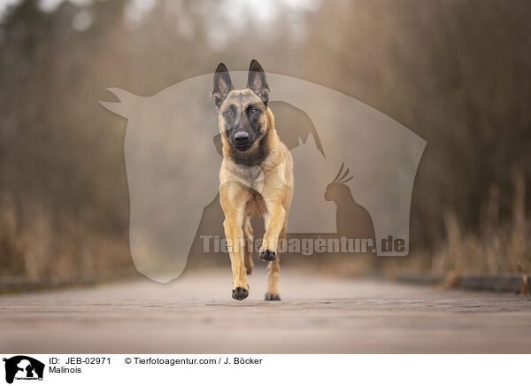 Malinois / Malinois / JEB-02971