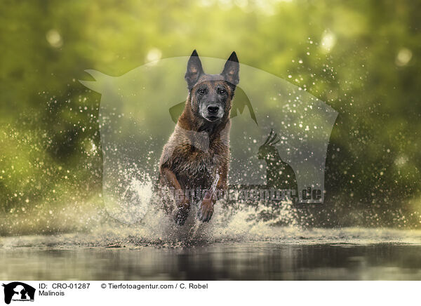 Malinois / Malinois / CRO-01287