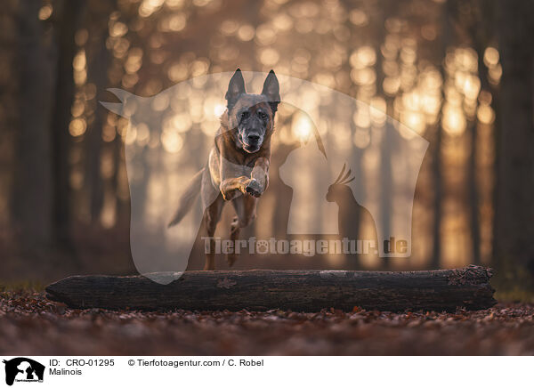 Malinois / Malinois / CRO-01295