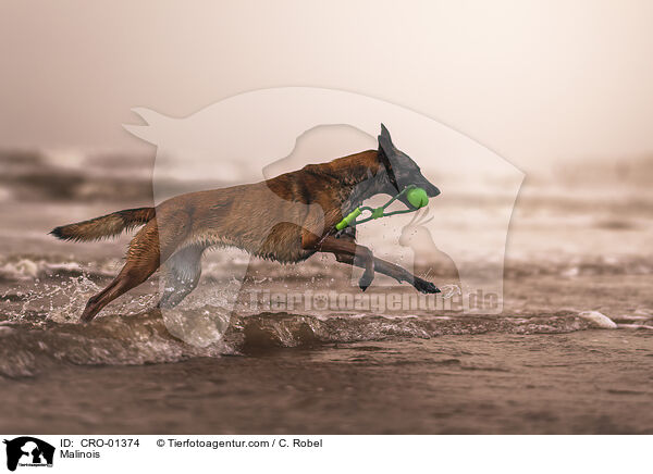 Malinois / Malinois / CRO-01374