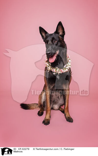 Malinois / Malinois / CF-02279