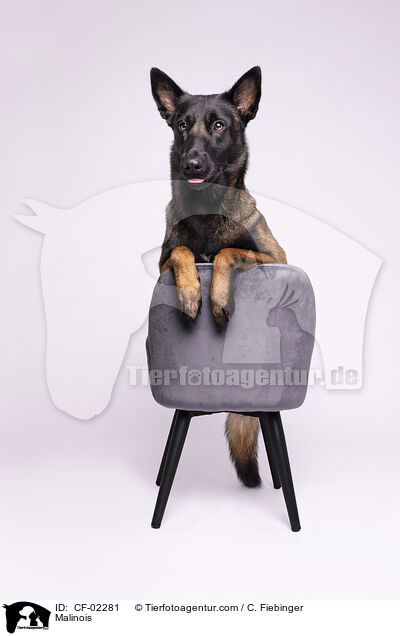 Malinois / Malinois / CF-02281