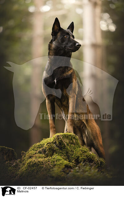 Malinois / Malinois / CF-02457