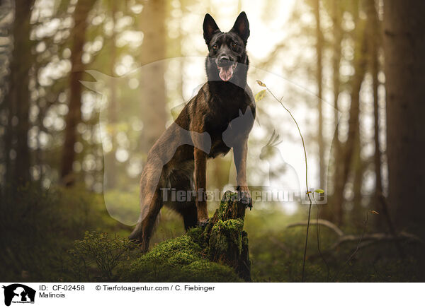 Malinois / Malinois / CF-02458