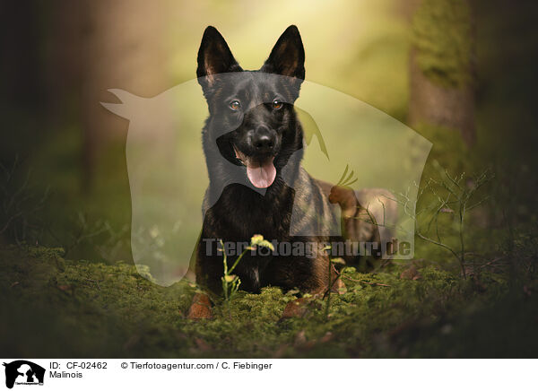 Malinois / Malinois / CF-02462