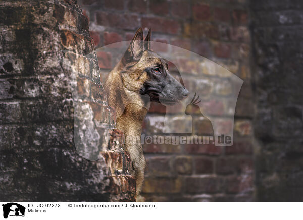 Malinois / Malinois / JQ-02272