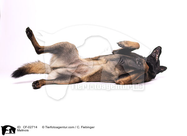 Malinois / Malinois / CF-02714