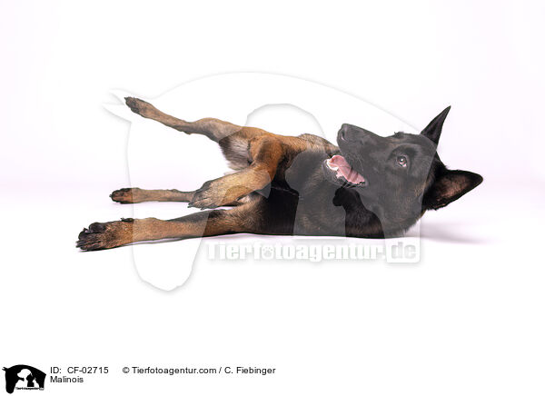 Malinois / Malinois / CF-02715