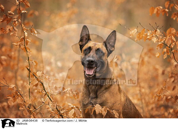 Malinois / Malinois / JAM-06438