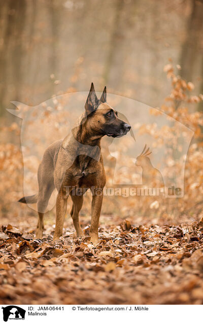 Malinois / Malinois / JAM-06441