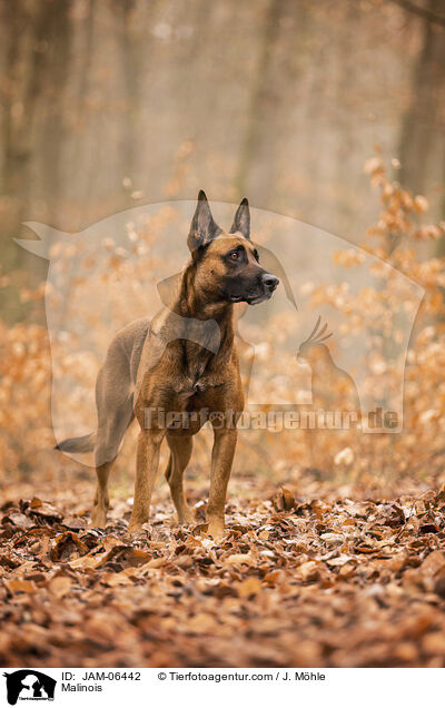 Malinois / Malinois / JAM-06442